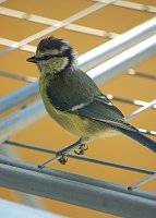 Bild: Wundersch&ouml;ne Tierwelt