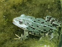 Bild: Wundersch&ouml;ne Tierwelt