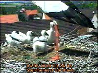 Bild: Neues aus dem Storchennest