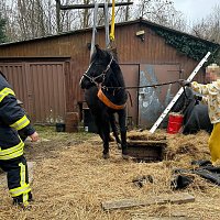 Bild: Das Pferd war in eine fr&uuml;here, jetzt leere, G&uuml;llegrube gerutscht.