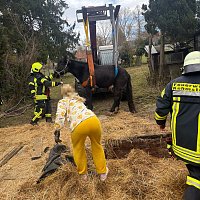 Bild: Das Pferd war in eine fr&uuml;here, jetzt leere, G&uuml;llegrube gerutscht.
