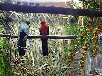 Bild: Vogelausstellung in Sondershausen