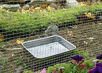 Bild: Vogelausstellung in Sondershausen