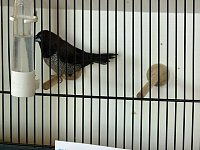 Bild: Vogelausstellung in Sondershausen