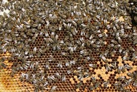 Bild: Bienenwabe
