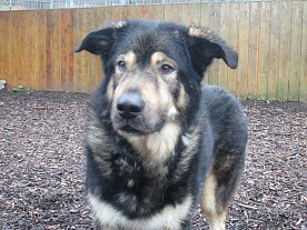 Bild: Hunde suchen Freunde