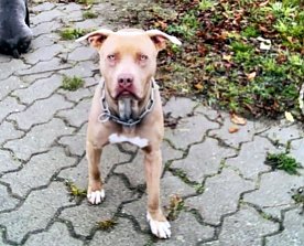 Bild: Hund gesucht