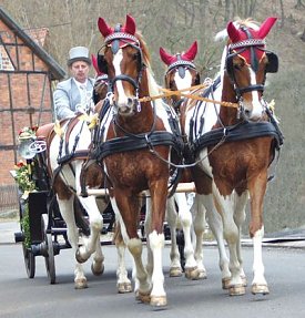 Bild: Toller Pferdesport auf der Forstfarm