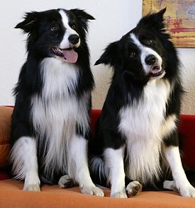 Bild: Hunde