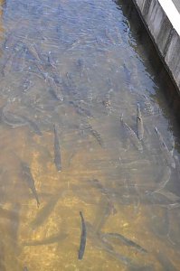 Fischfest in Auleben