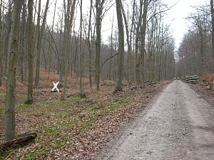 Fundort dicht am Wege
