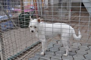Weihnachtsmarkt im Tierheim