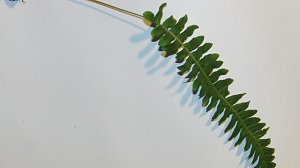 Gew&ouml;hnlicher T&uuml;pfelfarn
