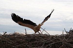 Jungst&ouml;rche werden beringt