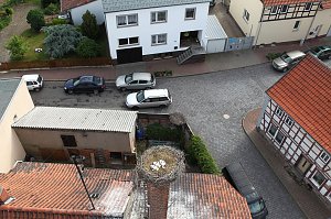 Jungst&ouml;rche werden beringt