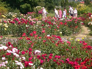 105 Jahre Europa-Rosarium