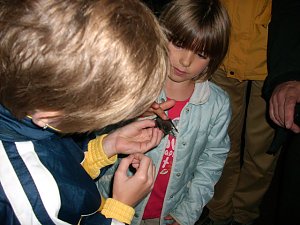 Flederm&auml;use im Schlosspark Sondershausen