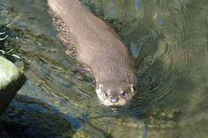 Hilfe f&uuml;r Fischotter