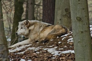 B&auml;renpark