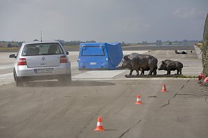 Wildunf&auml;lle reduzieren