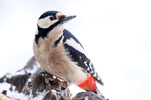 Winterv&ouml;gel z&auml;hlen: Buntspecht