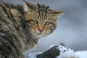 Wildkatzen