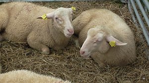 Erster Tag Bauernmarkt in Kallmerode