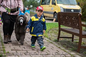 Therapiehunde unterwegs