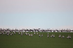 &Uuml;ber 30000 Kraniche registrierten die Vogelkundler. 