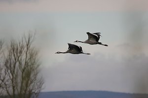 Der Flug der gro&szlig;en V&ouml;gel ist immer wieder beeindruckend.