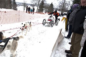 Schlittenhunderennen in Benneckenstein