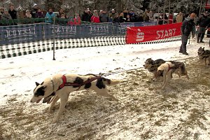 Schlittenhunderennen in Benneckenstein