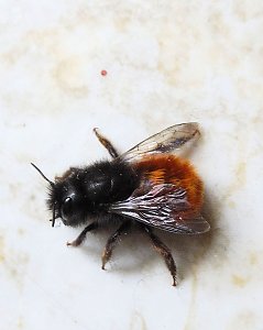 Besuch eines Fr&uuml;hlingsboten: Steinhummel