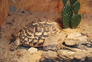 Welt der Reptilien in der Wiedingsburghalle