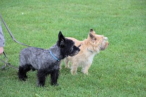 Hunde auf dem Possen