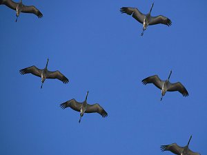 Die Flugschau ist er&ouml;ffnet