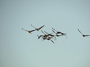 Die Flugschau ist er&ouml;ffnet