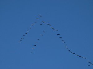 Die Flugschau ist er&ouml;ffnet