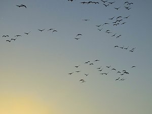 Die Flugschau ist er&ouml;ffnet