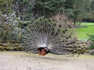 Fr&uuml;hlingserwachen in der Vogelwelt