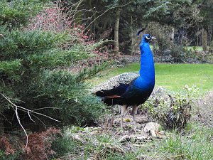 Fr&uuml;hlingserwachen in der Vogelwelt