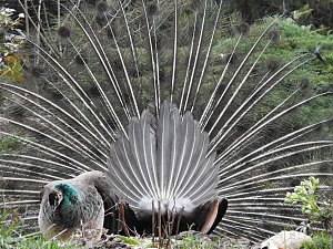 Fr&uuml;hlingserwachen in der Vogelwelt