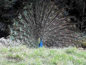 Fr&uuml;hlingserwachen in der Vogelwelt