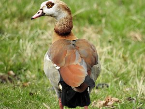 Fr&uuml;hlingserwachen in der Vogelwelt