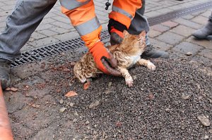 Katzenrettung