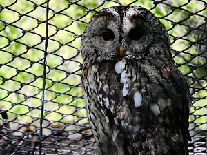 Peter Blei unterwegs in K&ouml;then