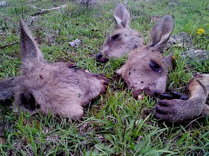 Grausame Jagd auf K&auml;ngurus