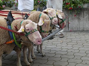 Eichsfelder Bauernmarkt