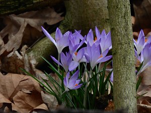 Spuren des Fr&uuml;hlings