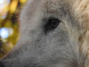 Peter Blei im B&auml;renpark Worbis